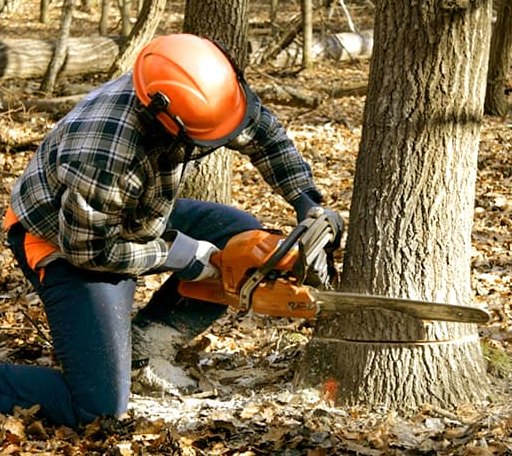 Tree Removal in Metcalf, IL